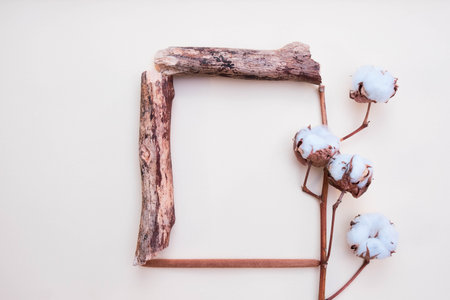 frame made of dried branches of a tree and a stem of white cotton, on a white background