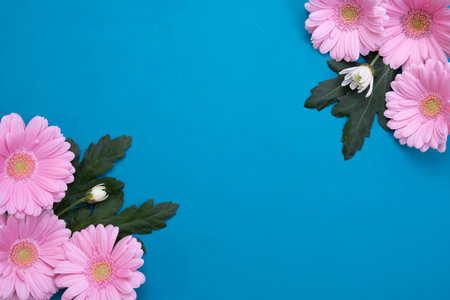 pink gerbera buds on a table on a blue backgroundの写真素材