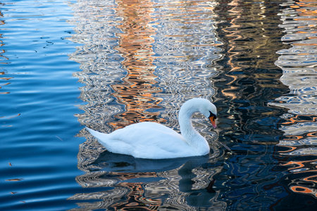 a young white swan swims on the lake outsideの写真素材