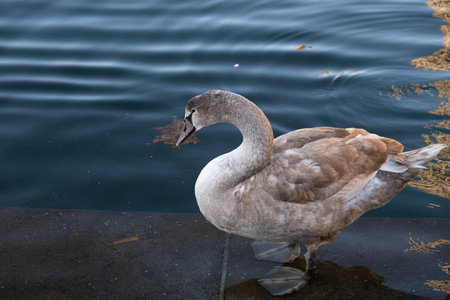 a gray swan cub stands on the shore of a reservoir and cleans itself, outsideの写真素材