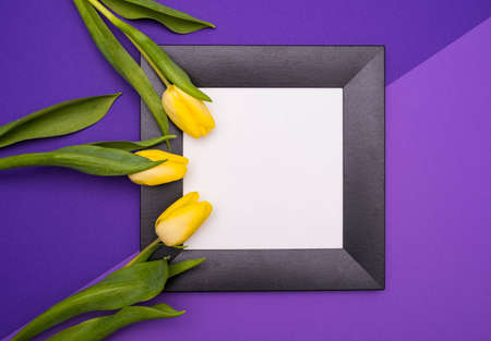 three yellow tulips, black frame, on paper, purple background