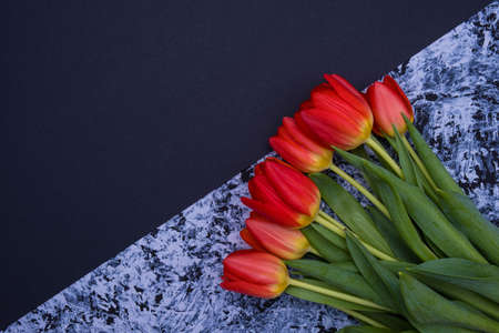 in the corner on a black and gray paper background, red tulips lie