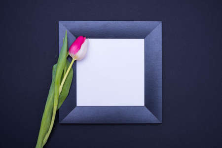 black frame with white background and one tulip on the left side, in the middle of the black...