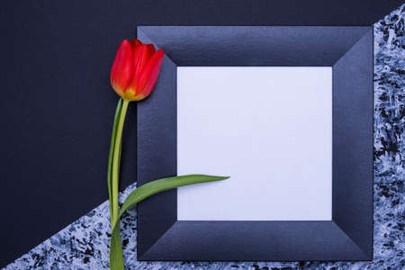on a black and gray background, a red tulip and a black frame with a white background, close-upの写真素材