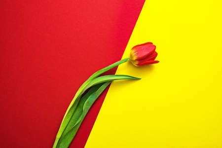 one red tulip lying in the middle of a red and yellow background, close-upの写真素材