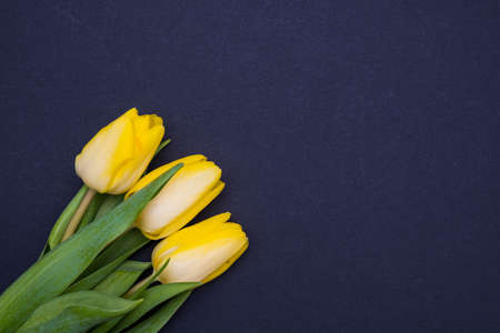 three yellow tulips, black background bottom left sideの写真素材