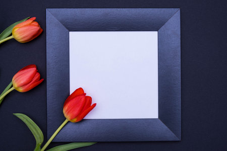 in the middle, against a black background, there is a black frame with a white background and three red tulips, close-upの写真素材