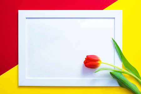 on a red-yellow background, lie a white frame with a white background and a red tulipの写真素材