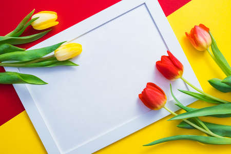 on a red-yellow background in the middle, there are a white frame and red and yellow tulips on the sidesの写真素材