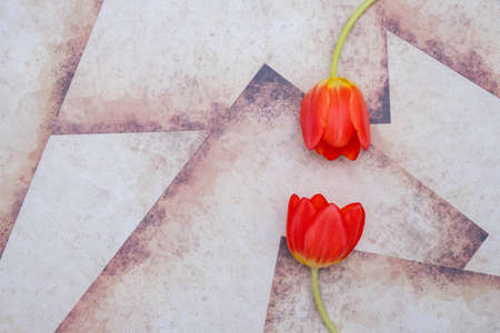 two red tulips looking at each other, lie on the background in vintage style, close-upの写真素材