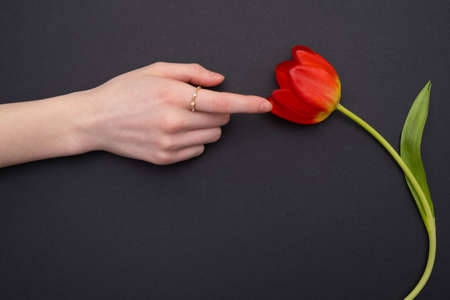 hand reaches for red tulip on paper black backgroundの写真素材