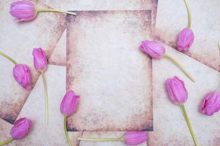 buds of pink tulips on vintage background, close-up