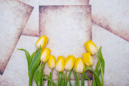 Yellow tulips laid out from below on vintage papersの写真素材