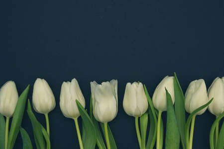 white tulips from below on black background, matte filter, close-upの写真素材