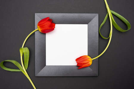 two red tulips and black frame with white background, on black background, close-upの写真素材