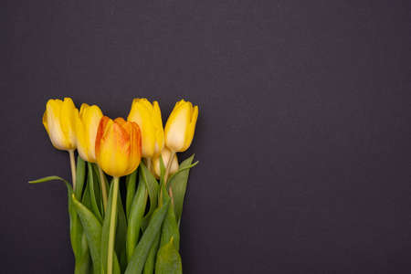on a black background a beautiful bouquet of yellow tulips on the left side, close-upの写真素材