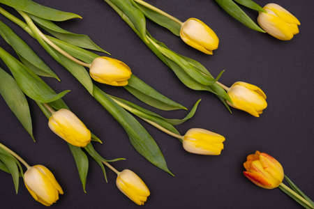 on a black background beautiful yellow tulips are laid out in one direction, close-up
