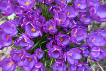 many spring blooming purple crocuses, close-up