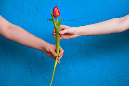 girls hands hold a red tulip on a blue textured backgroundの写真素材