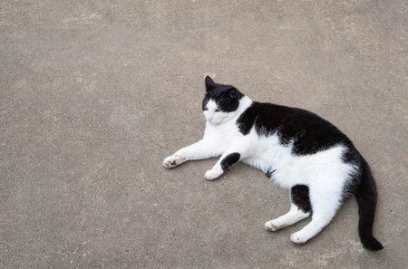 black and white cat lies on the ground and looks to the side, close-upの写真素材