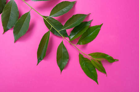 green branch lies on a pink background, close-upの写真素材