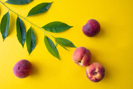 four peaches and a green branch on a yellow background, close-upの写真素材