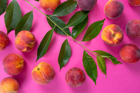 green branch and scattered peaches, lies on a pink background, close-upの写真素材