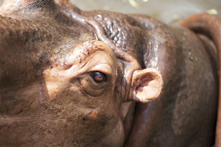 Close up of big hippo の写真素材
