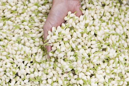Jasmine flowerの写真素材