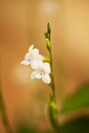 beautiful flowers の写真素材
