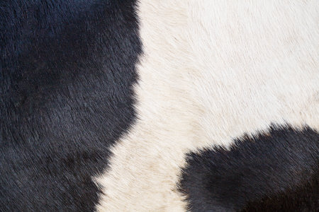 cow fur textureの写真素材