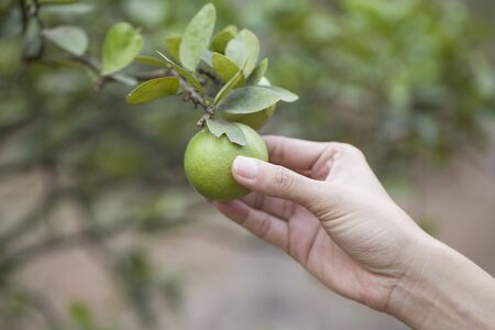 hand picking a lemonの写真素材