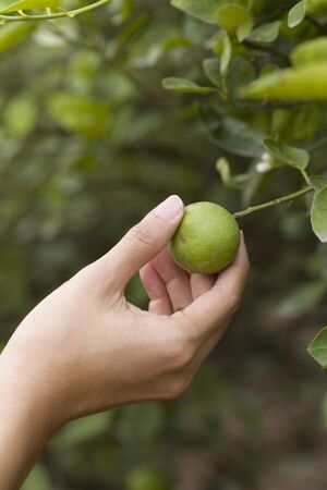 hand picking a lemonの写真素材
