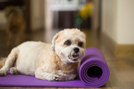 Dog on yoga matの写真素材