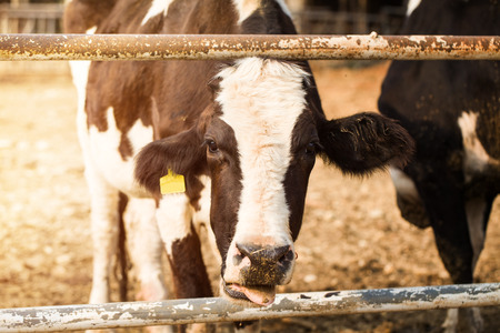 close-up cow standing behind fence in a farm in Thailandの写真素材