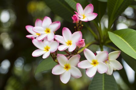 Frangipani, Plumeria, Templetree,Thai flowerの写真素材