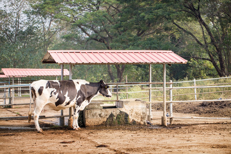 cow in a farmの写真素材