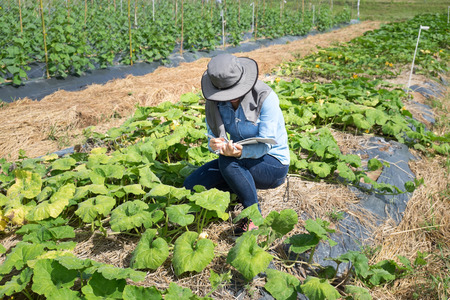 Biotechnology woman engineer examining plant leaf for disease!