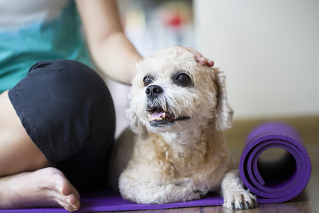 Dog on yoga matの写真素材