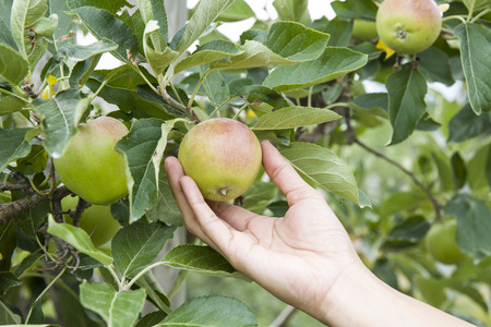 Hand picking a apple from a tree