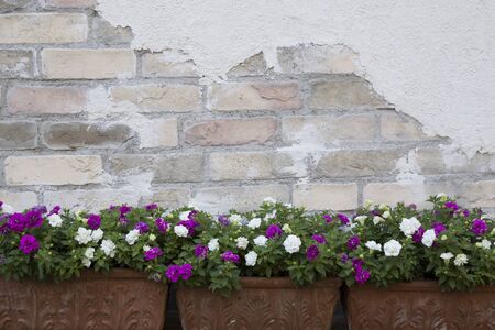 old brick wall background with flower potの写真素材