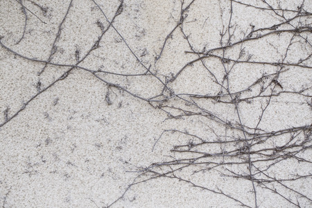 background with dried plant textureの写真素材