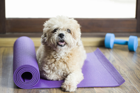 Dog sitting on a yoga mat, concentrating for exercise and listening to a trainerの写真素材