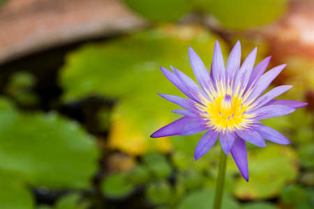 close up a colorful lotus flower in the gardenの写真素材