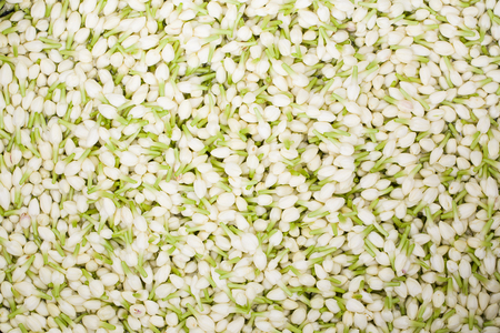 jasmine flowerの写真素材
