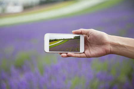 Smart phone shot lavender and other flowers photoの写真素材