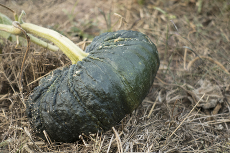 pumpkin plantの写真素材