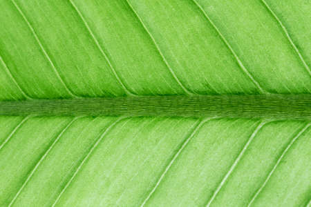 Abstract green leaf texture for backgroundの写真素材