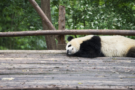 Giant panda bear in Chengdu, Chinaの写真素材