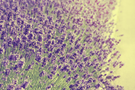 close up of lavender Flowers in the garden, vintage styleの写真素材
